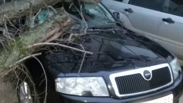 Capital local shocked as his car seriously damaged by falling tree 