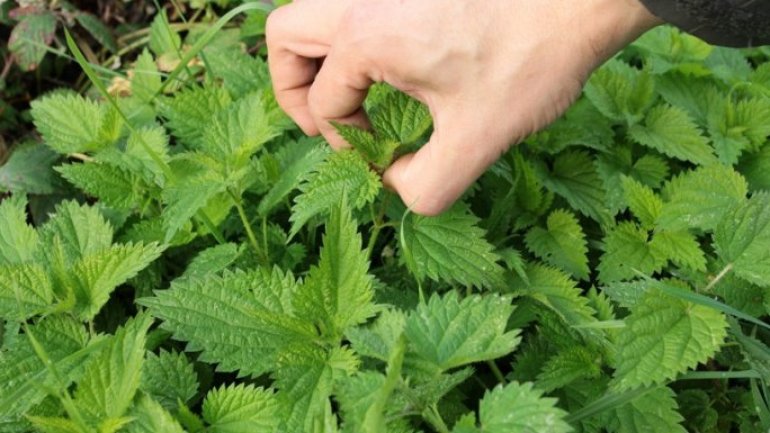 Nettle growing on field from Moldova, despite it being winter