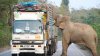 Elephant from Thailand stopped passing lorries in search for sugar canes