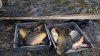 Tons of fish, kept in anti-sanitary conditions, caught in Ialoveni