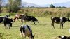 FAO helps veterinarians in the Balkans, Eastern Europe combat cattle diseases