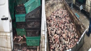 Contraband of 1 400 kg of live fish confiscated in Central Market