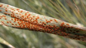 FAO publication timed right for Europe’s wheat rust crisis