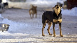 Homeless dogs protected by City Hall. What measured did Ruslan Codrenau enterprise?