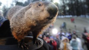There will be six more weeks of winter, according to America's favorite groundhog