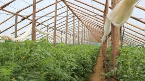 Farmer from Hâncești, owner of 18 greenhouses, won 50 000 lei from Moldovan Business People Association 