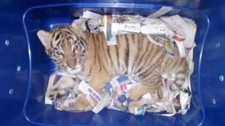 US teenager sentenced after attempting to smuggle a tiger cub across the US-Mexico border