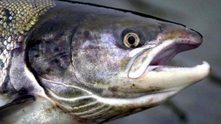 Around 21 700 fish escaped from salmon farming company in Loch Snizort