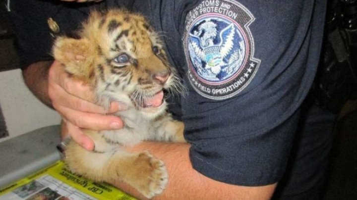 US teenager sentenced after attempting to smuggle a tiger cub across the US-Mexico border