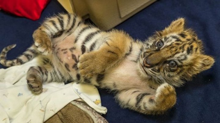 US teenager sentenced after attempting to smuggle a tiger cub across the US-Mexico border