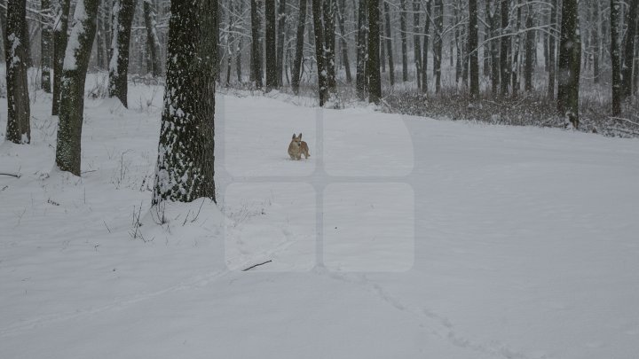 Yellow Warning for snow and sleet issued in Moldova is still avaiable