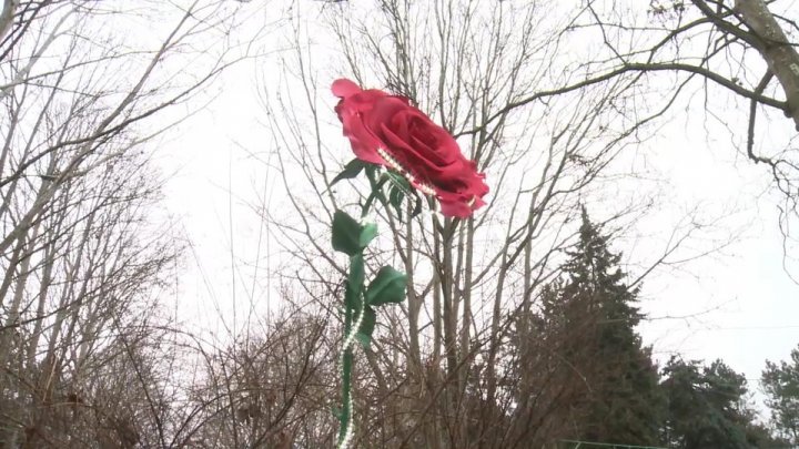 Moldova's largest rose raised in Rose Valley park of Chisinau