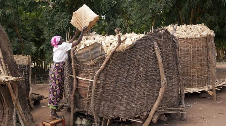 Dry weather conditions and high temperatures likely to reduce harvests in Southern Africa