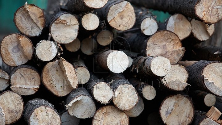 Brătuşeni locals shocked by illegal deforestation at winter's end 