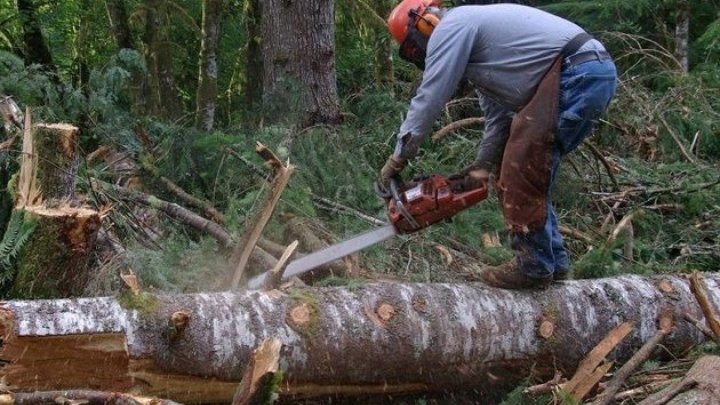 Over 1 300 cases of trees being cut down illegally registered in 2017