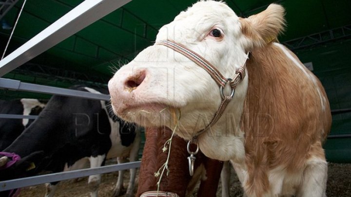 Modern dairy farm established in Ialoveni 