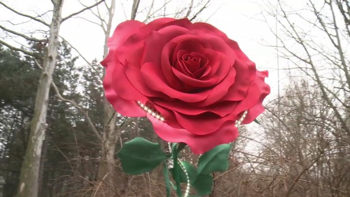 Moldova's largest rose raised in Rose Valley park of Chisinau