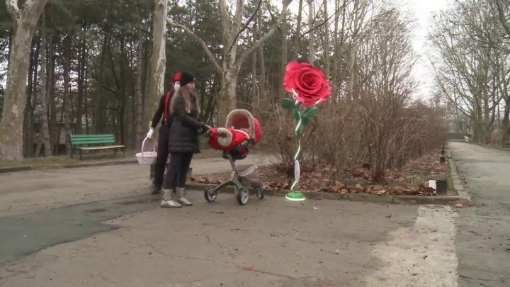 Moldova's largest rose raised in Rose Valley park of Chisinau