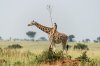 Hilarious moment monkey appears to be riding on the back of giraffe thanks to perfectly-time photograph taken in Uganda