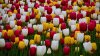 Mounted police officers gifted tulips to all passing by women for International Women's Day