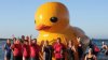 Daphne the duck was found by fishermen after being blow away from a beach in Western Australia