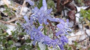 Ice transformed spring flowers into ice stones (PHOTO)
