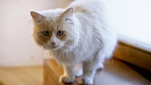 Odor and fleas. Woman from Capital turned her apartment into an animal shelter