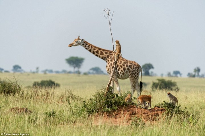 Hilarious moment monkey appears to be riding on the back of giraffe thanks to perfectly-time photograph taken in Uganda