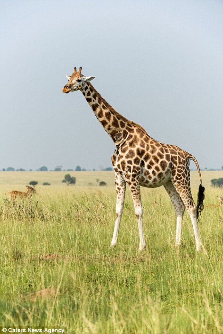 Hilarious moment monkey appears to be riding on the back of giraffe thanks to perfectly-time photograph taken in Uganda