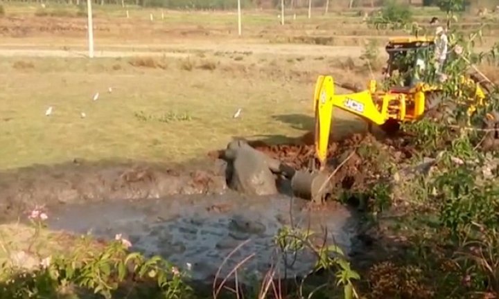 Heartwarming moment good Samaritans used JCB to rescue an elephant from swamp after calf collapsed from exhaustion while struggling to free itself