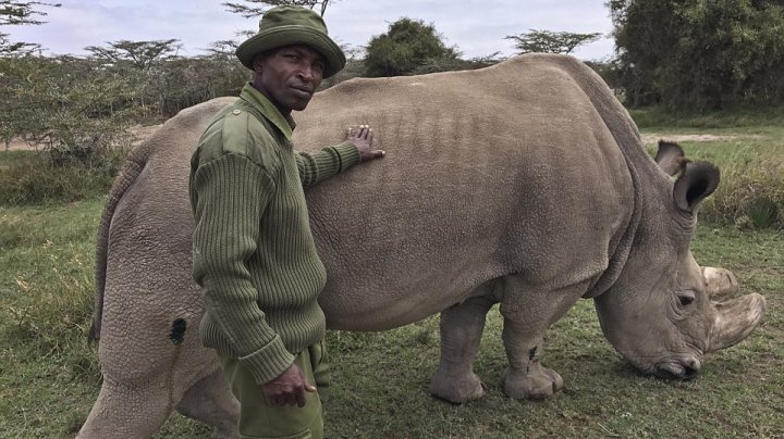 Last male northern white rhino on earth has died in Kenya, aged 45