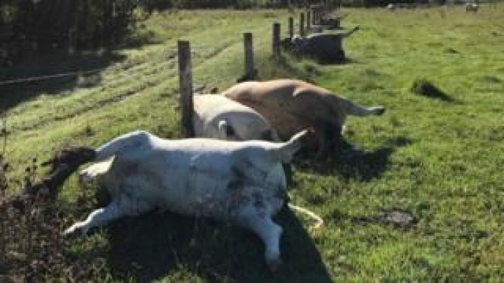 Australian farmer found six cows dead after lightning strike