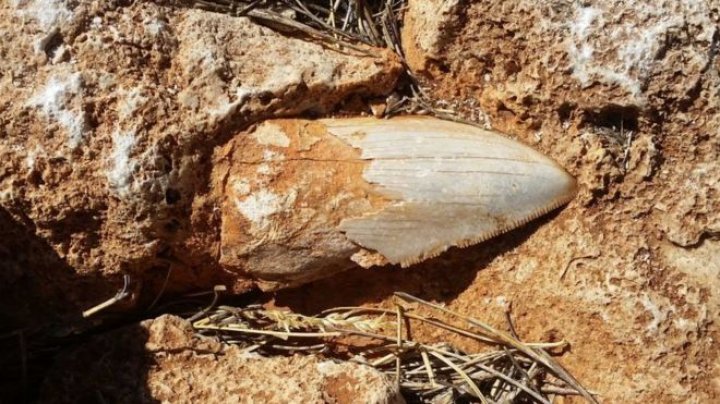 Tooth of  an ancient giant shark was stolen from a World Heritage Site in Australia