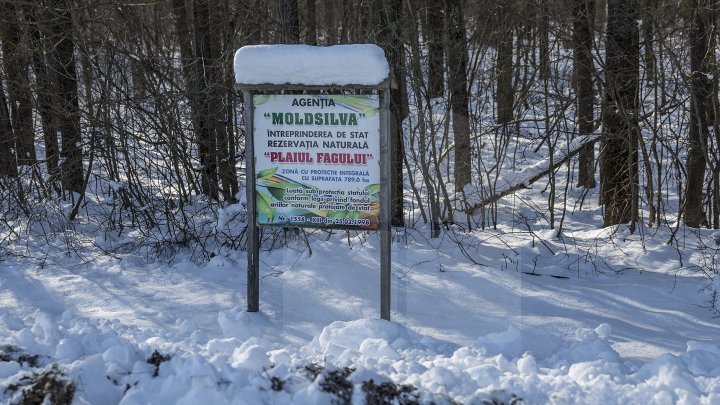 Nature reserve Plaiul Fagului is in danger. Nearly 95% of the forest is affected by harmful insects