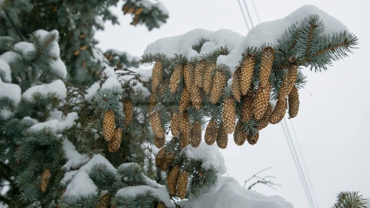 Weather Forecast for coming days in Moldova