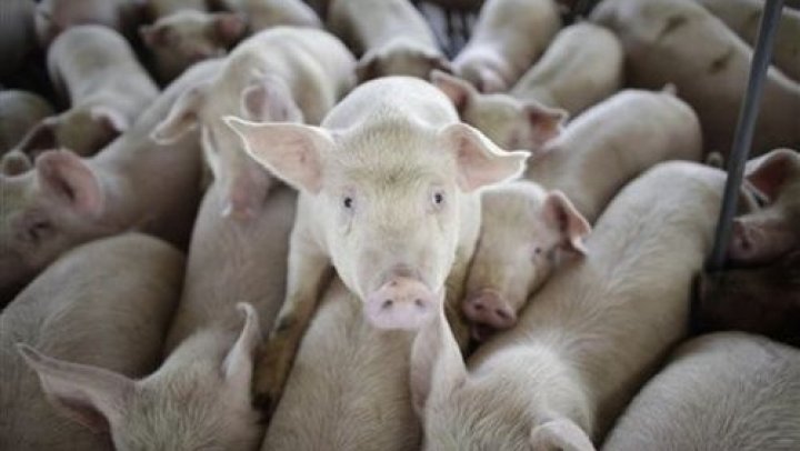 Potential trade war: China threatens to slap 25 percent tariff on American pork