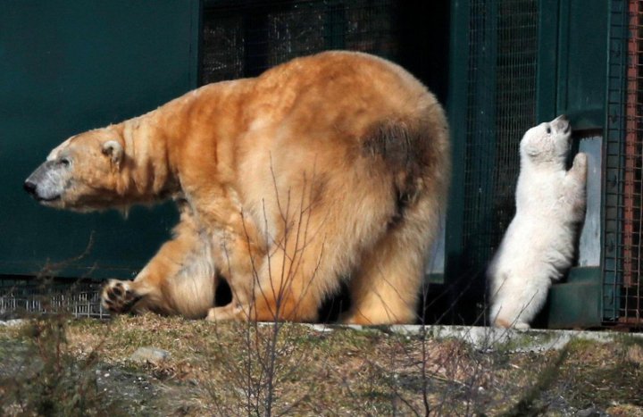 UK's first polar bear cub born in 25 years made a public appearance