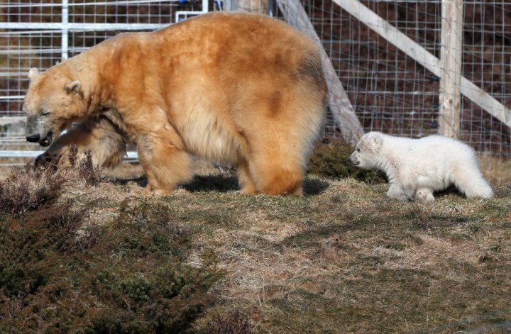 UK's first polar bear cub born in 25 years made a public appearance