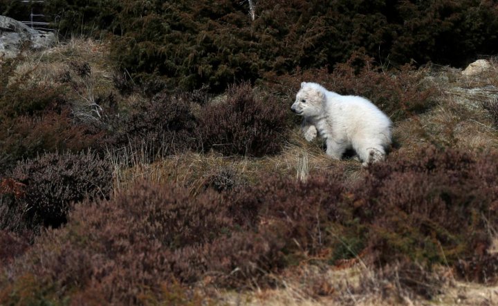 UK's first polar bear cub born in 25 years made a public appearance