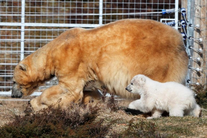 UK's first polar bear cub born in 25 years made a public appearance