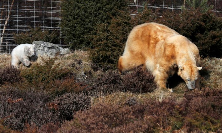 UK's first polar bear cub born in 25 years made a public appearance