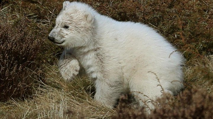 UK's first polar bear cub born in 25 years made a public appearance