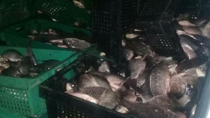 Customs Service discovered 1 600 kg of fish, lacking certificates of origin