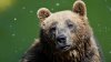 One of world's rarest bear died during capture operation. National park in central Italy is investigating the case