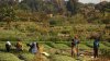 Agroecology can help change the world’s food production for the better