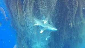 Abandoned fishing net drifting across Caribbean Sea caught and killed hundreds of fishes and sharks
