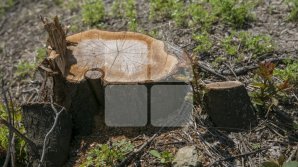 Scandal in Horeşti village. Fruit trees were illegally cut down (Photo)