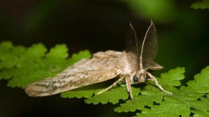 Global body adopts new measures to stop the spread of plant pests 