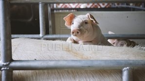 Swine fever discovered in a household from Palanca village  