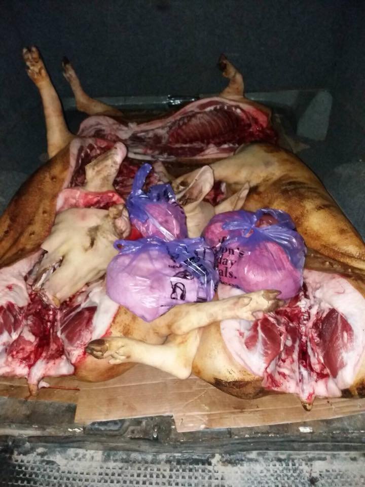 Illegally transported meat and fish seized by Patrol Officers over the weekend